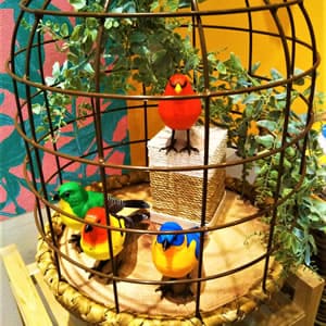 鳥を預かる時によくあるトラブル・対処法