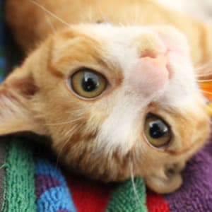 ねこが苦手なこと・できないこと