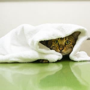 臆病で怯えちゃうねこを預かる時の注意