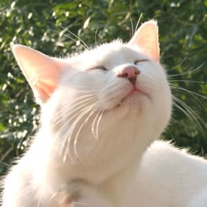 ねこがされると喜ぶこと・まとめ