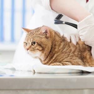 病気のねこに見られる症状・仕草