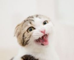 ねこにしてはいけないこと・まとめ