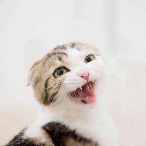 ねこにしてはいけないこと・まとめ