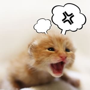 ねこがストレスに感じてしまうこと・まとめ