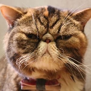 ねこを預かる時によくあるトラブル