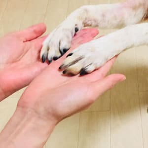 いぬの1日の生活|預かり中のお世話の基本