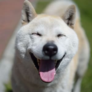 いぬがしてもらって喜ぶこと・まとめ