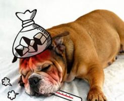 いぬの病気・症状チェック｜こんな仕草は病気かも