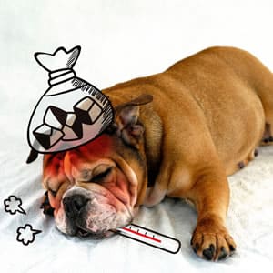 いぬの病気・症状チェック｜こんな仕草は病気かも