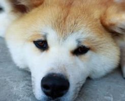 いぬの預かり中によくあるトラブル