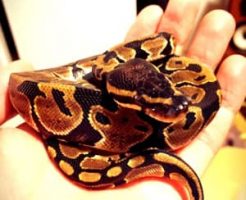 爬虫類を預かる時の心得・注意点