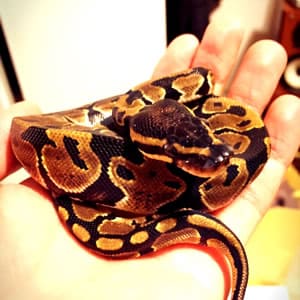 爬虫類を預かる時の心得・注意点