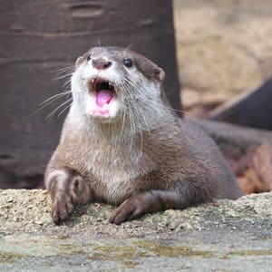 イタチ・フェレットを預かる時の心得