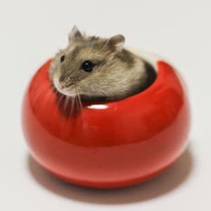 ハムスターを預かる時の心得・注意点