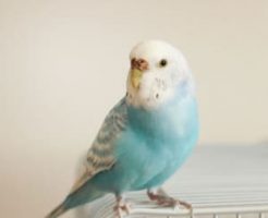 インコのお世話の仕方・飼育の心得