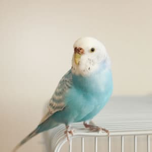 インコのお世話の仕方・飼育の心得