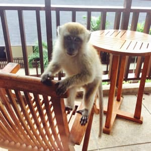 サル系の動物を預かる時の心得