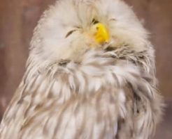 フクロウのお世話の仕方・飼育の心得