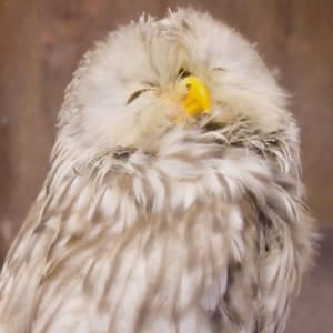 フクロウのお世話の仕方・飼育の心得