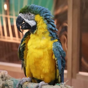 オウムのお世話の仕方・飼育の心得