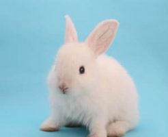 うさぎを預かる時の心得と注意点