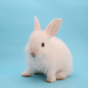 うさぎを預かる時の心得と注意点