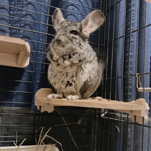 テグーやチンチラを預かる時の心得