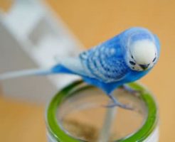 鳥にとってストレスになること