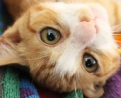 ねこが苦手なこと・できないこと