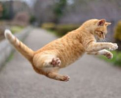 ねこの1日の生活スタイル|習性を理解して