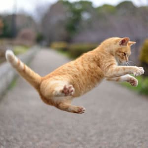 ねこの1日の生活スタイル|習性を理解して