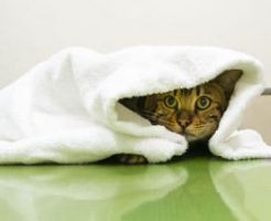 臆病で怯えちゃうねこを預かる時の注意