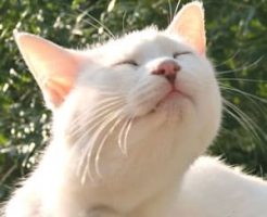 ねこがされると喜ぶこと・まとめ