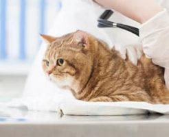 病気のねこに見られる症状・仕草
