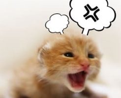ねこがストレスに感じてしまうこと・まとめ