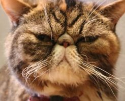 ねこを預かる時によくあるトラブル