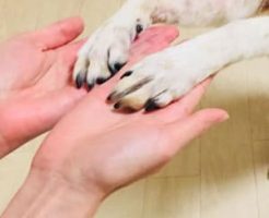 いぬの1日の生活|預かり中のお世話の基本