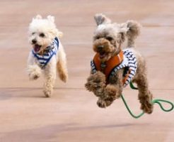 犬の得意なこと・苦手なこと