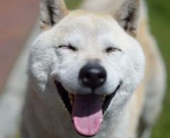 いぬがしてもらって喜ぶこと・まとめ