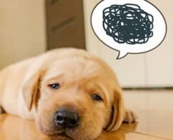 いぬがストレスに感じること・まとめ
