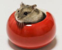 ハムスターを預かる時の心得・注意点