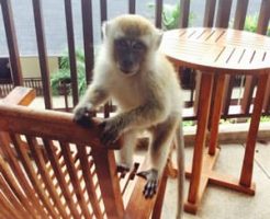 サル系の動物を預かる時の心得