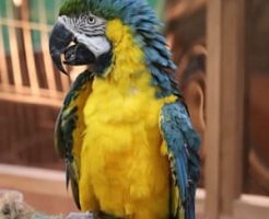 オウムのお世話の仕方・飼育の心得