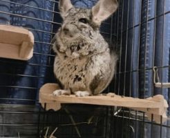 テグーやチンチラを預かる時の心得